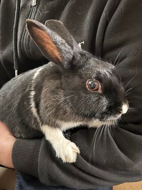 Animal Spotlight: Holly (Rabbit) – Hollies Animal Re-homing Trust